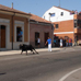 foto de los novillos